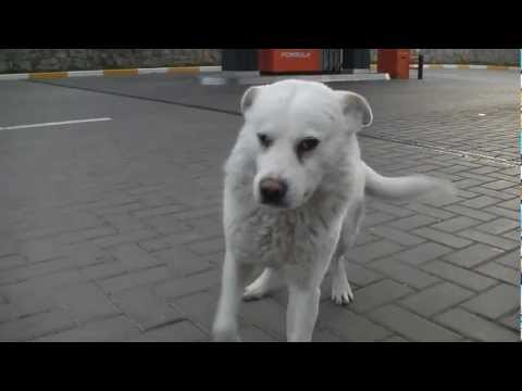how to relieve gas in dogs