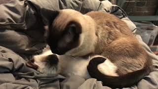 Siamese Munchkin cat gives kitten a bath