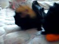 Boring Guinea Pigs