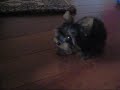 My puppy Biggie My puppy Biggie