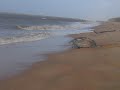 Leatherback schildpad in Matapica Suriname 7
