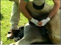 castration