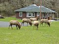 Elk rutting