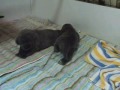 Mastini Puppy