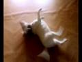 videos de bull terrier