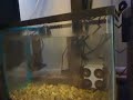 Sump / Refugium on my 55gallon saltwater aquarium