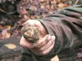 Niko & Mischa Hunt Truffles in Tuscany