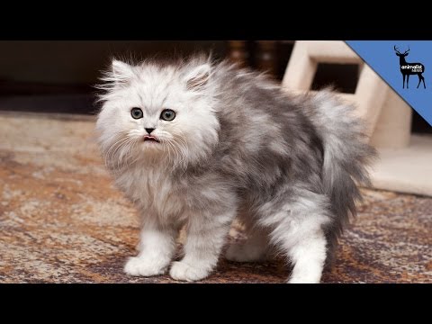 Why Is My Cat Spraying?