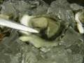videos de How to Shuck an Oyster