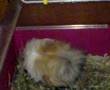 Isa Giving Birth (Guinea Pig) 