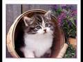 Dawud Wharnsby - Animals Love Quran (nasheed)