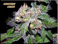 Nice Pot Buds!