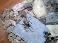 Spider Kills More Than She Can Eat