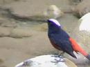 Birding -White Capped Redstart