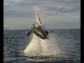 Salto Tiburon