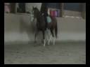 HorseBase Video (www.horsebase.de)