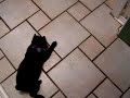 Ziggy: Adorable Schipperke Pup
