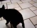 Ziggy: Adorable Schipperke Pup
