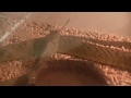 Feeding and intro to the inland taipan