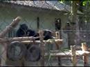 Bear Rescue Centre 2