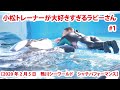 小松トレーナーが大好きすぎるラビーさん　#1【2020年2月5日　鴨川シーワールド　シャチパフォーマンス】