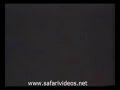Lion Attack to Hyena and Other Lions (Safari Videos)