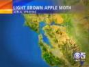 Is Apple Moth Really A Risk? Is Apple Moth Really A Risk?