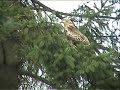 Red Kite