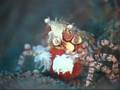 boxing crab or boxer crab or pom pom crab pregnant