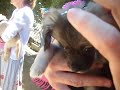 Click here to watch this video Prince William and Kate Middleton marry at Helen Woodward Animal Center!
