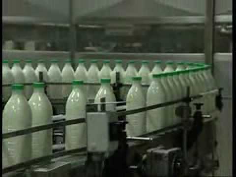lactel - Tras el ordeño y antes de que pasen 48 horas, los transportes de Lactel pasan por cada granja recogiendo la leche y la llevan a la fábrica, esto se realiza e...