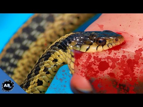 YouTube reptile video