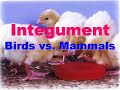 Anatomy - Birds VS Mammals