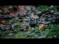 videos de Canon EOS 5D MKII Various Lenses video test