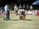 ESPECIALIZADA DOGO DE BURDEOS MAYO 2008 MEXICO D.F. CCDDB ESPECIALIZADA DOGO DE BURDEOS MAYO 2008 MEXICO D.F. CCDDB