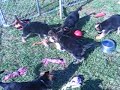 Savanah & Goliath pups @ 8 wks