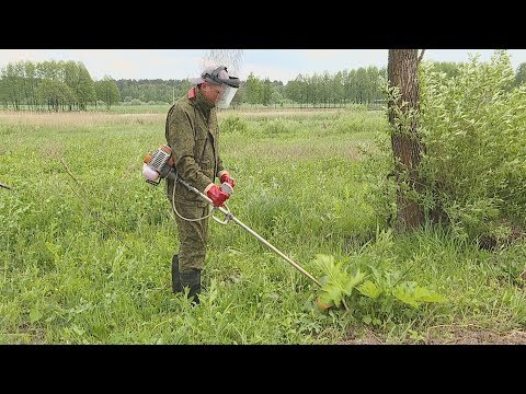 Опасный полисадник: в области усиливается борьба с золотарником и борщевиком. видео