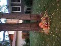 ballet-de-castleberry.html