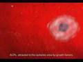 Stem Cell Injection