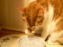 Cat Drinking with Paws Cat Drinking with Paws