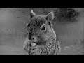 Squirrel Gets Pwned Squirrel Gets Pwned