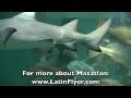 MAZATLAN: Swimming with Sharks at Mazatlan ...