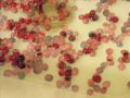 How to cook cranberries