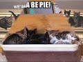 Funny cat picture montage