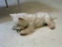 Westie Puppy Week 61 bone 1