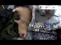 The Furet Fury The Furet Fury