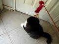 Tobi the kitty 3 Tobi the kitty 3