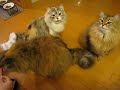 Click here to watch this video ミーモーマー、ささみが大好き♪