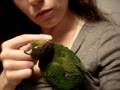videos de Sweetie Bird Cujo