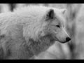 BEST ANIMAL PHOTOS Of The YEAR!